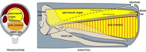 2048px-sperm_whale_head_anatomy_transverse__sagittal.svg_ - NAMMCO