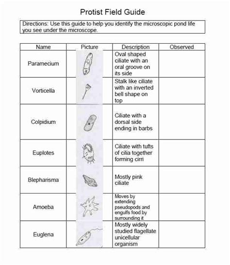 The Beginner's Guide to Microscopic Life in a Pond - Blog, She Wrote