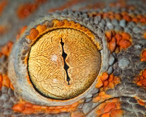 Eye of the Tokay | Miami, Florida | Florida Landscape Photography by Paul Marcellini