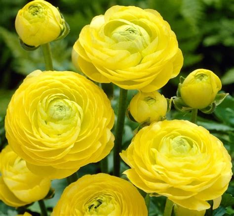 Ranunculus – Yellow | miaflorafarms