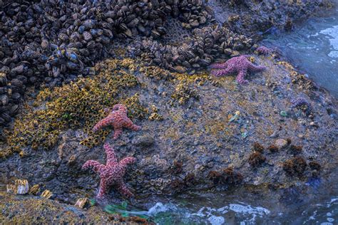 Intertidal Zone | National Geographic Society