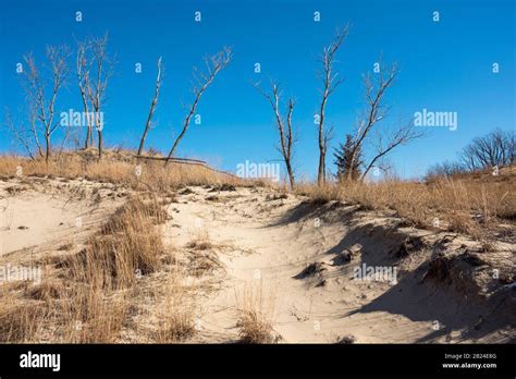 A row of dead trees sits atop of a sand dune blowout in winter at the ...