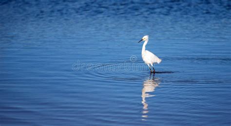 White Egret Wading and Reflecting in the Santa Clara River Estuary in ...