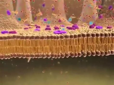 Membrane _ Transport : Animation. - YouTube