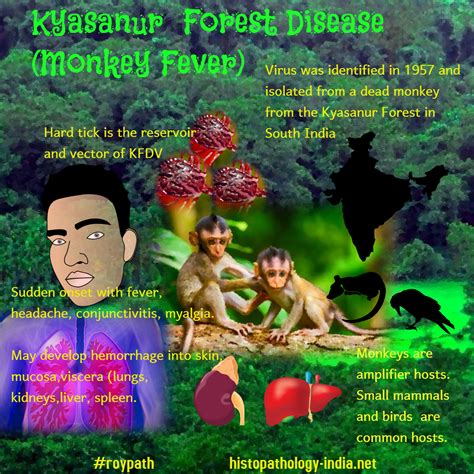 Pathology of Kyasanur Forest Disease (Monkey Fever) #roypath | Disease ...