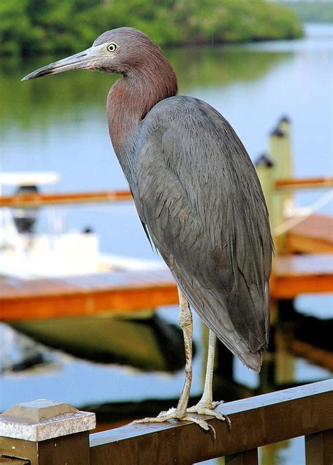 Little Blue Heron | Little blue heron, Blue heron, Bird photography