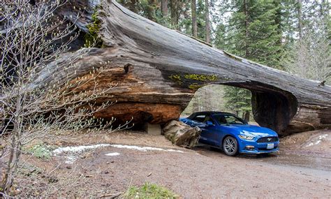 Sequoia National Park - the biggest trees in the world - E&T Abroad