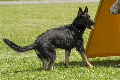 German Shepherd in Police Dog Training Stock Photo - Image of training ...