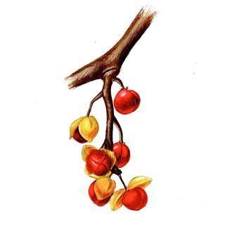 Celastrus orbiculatus - Staff-vine | Vine illustration, Watercolor botanicals, Botanical art