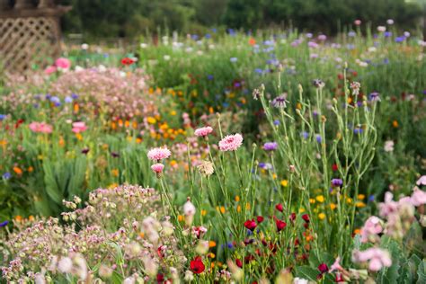 Wildflower Garden Design - Image to u