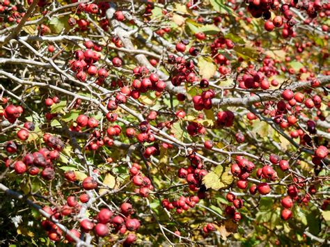 Berries on the thorn tree waiting for the Ruffed Grouse | Flickr