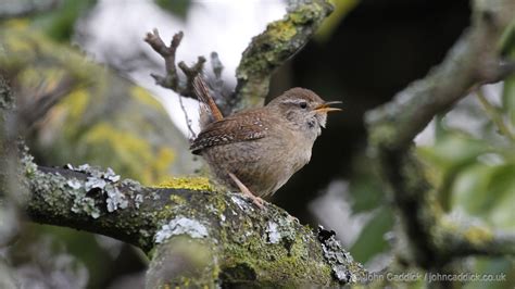 Eurasian Wren - John Caddick | John Caddick