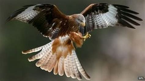 Number of birds of prey poisoned in Scotland doubles - BBC News