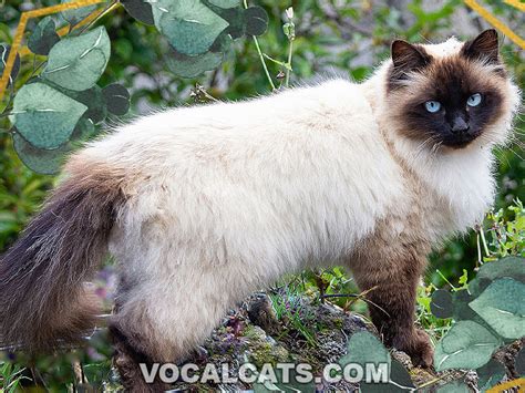 Siamese Himalayan Cat: Complete Guide - Vocal Cats