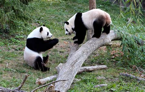 For Love of Pandas: Panda Pics Gallery