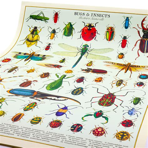 Bugs & Insects Poster by Cavallini Papers & Co. - RAM Shop