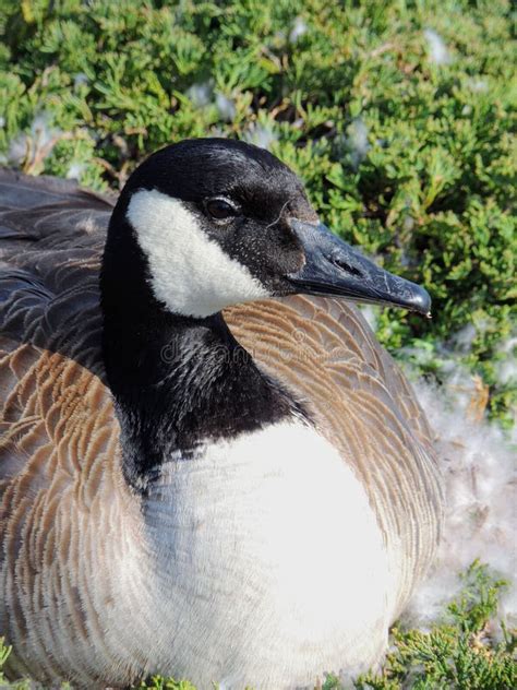 Canadian Goose Nesting Female Laying in a Nest of Urban Bushes Surrounded by Feather Down in ...