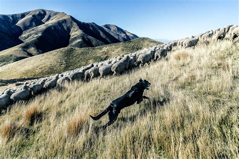 New Zealand Sheep Farm - Vol-1 on Behance