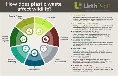 Physical & Chemical Effects of Plastic Pollution