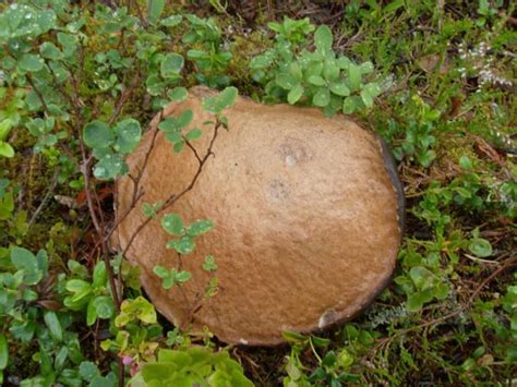 Cloudberry picking adventures in Sweden