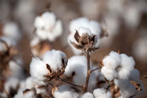 1,049 Cotton plantation Pictures, Cotton plantation Stock Photos ...