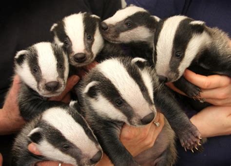 badger babies! : aww