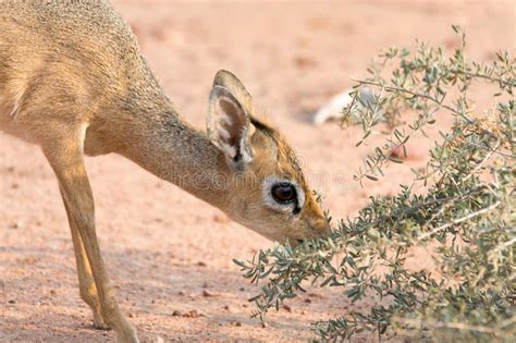 Damara Dik-Dik Eating Leaves Stock Image - Image of safari, africa ...