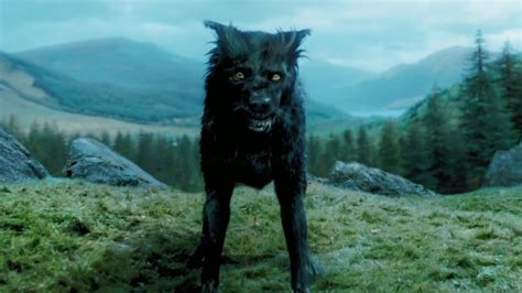 2023 - Facts About Sirius Black in Harry Potter