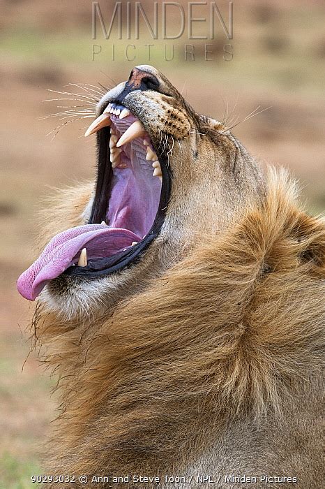 African Lion stock photo - Minden Pictures