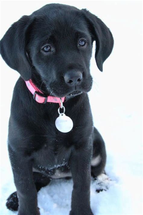 Facts On The Outgoing Black Lab Temperament #labradorsofig #labrador # ...