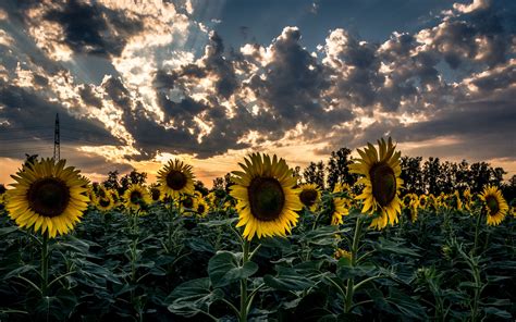 Download wallpaper 3840x2400 sunflower, field, flower, sunset 4k ultra ...