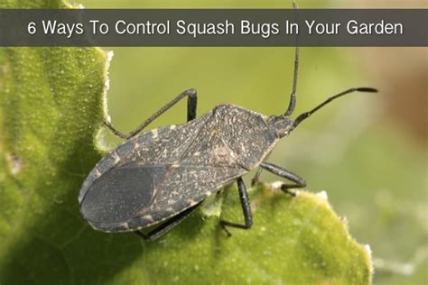 6 Ways To Control Squash Bugs In Your Garden - Homestead & Survival