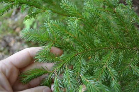 How To Identify Coniferous Trees: Easy tricks for pine, spruce, fir & more