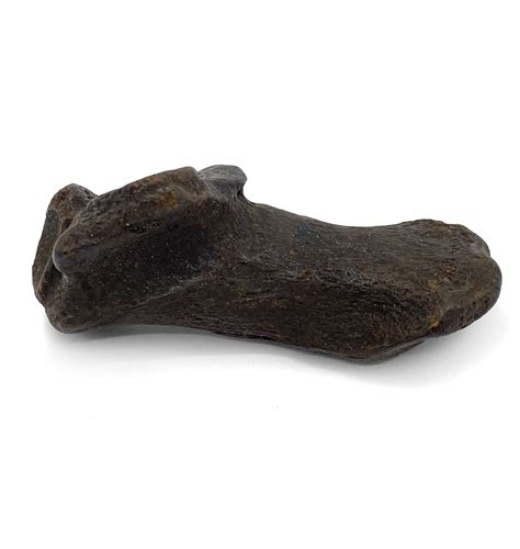 Fossils For Sale | Fossils-UK.com | Fossil Giant Armadillo Ankle Bone ...