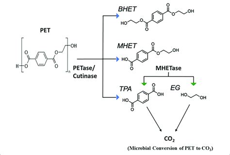 | Microbial degradation of Polyethylene Terephthalate (PET) (adapted... | Download Scientific ...