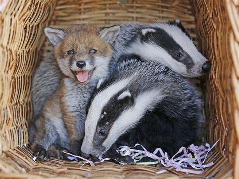 The daily Fox on Twitter | Unusual animal friends, Baby badger, Animal ...