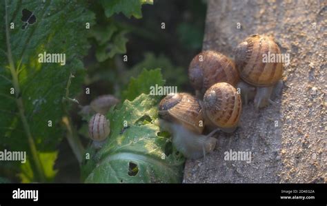 Helix Aspersa Muller, Maxima Snail, Organic Farming, Snail Farming, Edible snails on wooden ...