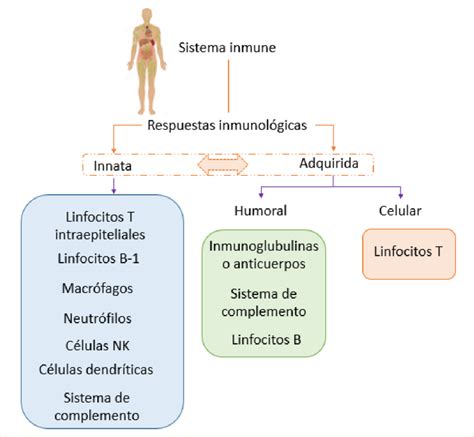 1. Esquema resumen del sistema inmunitario y sus respuestas inmunológicas. | Download Scientific ...