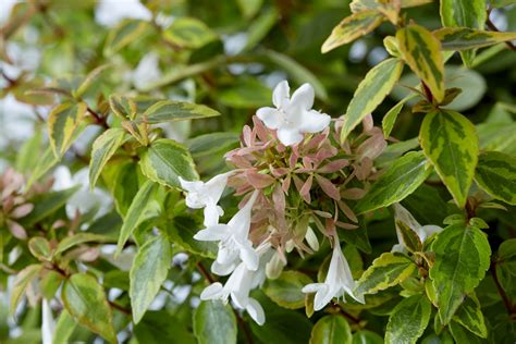 Season to Season | Our Plant Collection | J. Berry Nursery