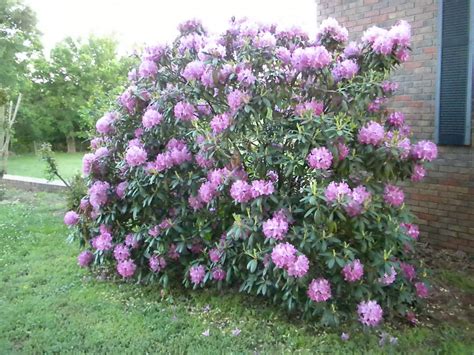 A Meek Perspective: Rhododendron Bush