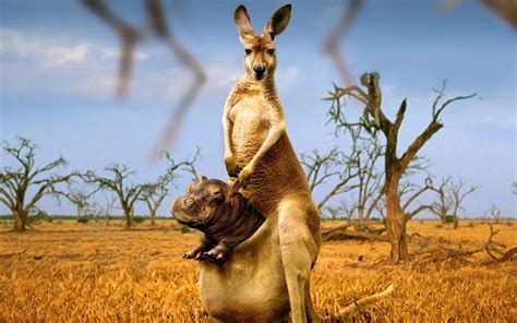 Kangaroo Wallpapers - Wallpaper Cave