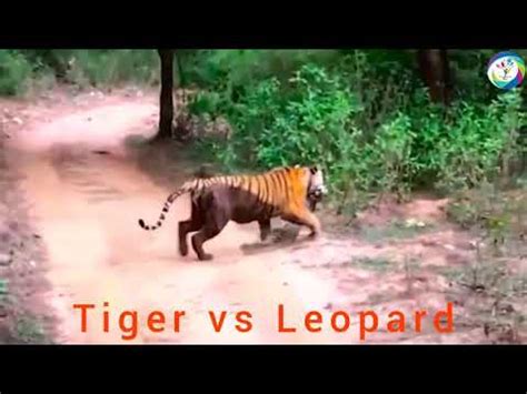 Tiger Vs Leopard Fight - YouTube