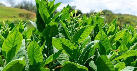 Tobacco Plant Growing & Care Guide - The Garden Magazine