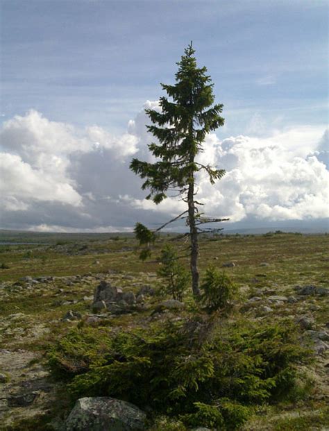 Why Old Tjikko May Not Quite Be The World's Oldest Tree