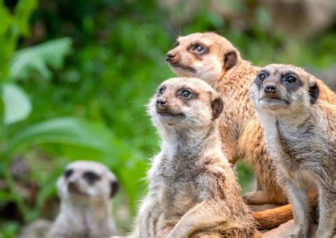 Meerkat Behaviour - AnimalBehaviorCorner