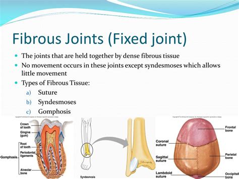 PPT - Arthrology & Joints of Bones of Trunk PowerPoint Presentation ...