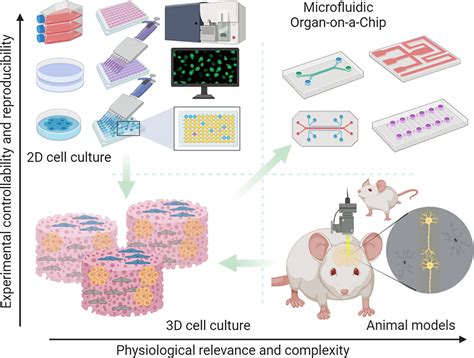 Organ-on-a-Chip: A New Paradigm for Drug Development - Cherry Biotech