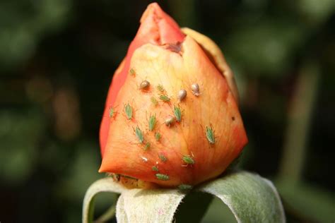 Aphids On Rose Bushes - How To Get Rid Of Aphids On Roses | Gardening ...