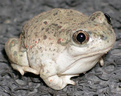 Plains Spadefoot Toad - Natural History on the Net