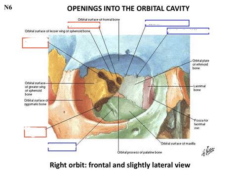 Openings into the orbital cavity Diagram | Quizlet